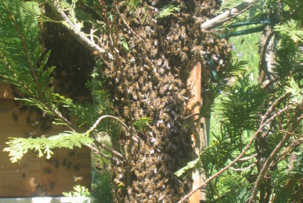 Bienenpraxis Forschungslehrgang